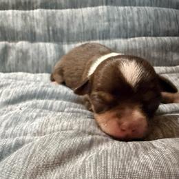Odyssey - Chocolate and tan male Chihuahua puppy in Seneca, Missouri from Stephanie’s Puppy Colony