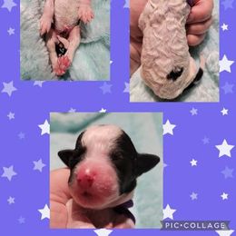 Poodle Puppies from Princetin Poodles