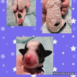 Poodle Puppies from Princetin Poodles