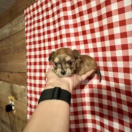 Maltese, Morkie, and Yorkshire Terrier Puppies from California AKC Maltese & Yorkies