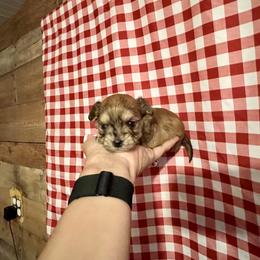 Maltese, Morkie, and Yorkshire Terrier Puppies from California AKC Maltese & Yorkies