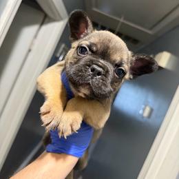 Canyon - Fawn and white male French Bulldog puppy in Louisville, Kentucky from Nelson’s Fancy Frenchies and Bulldogs