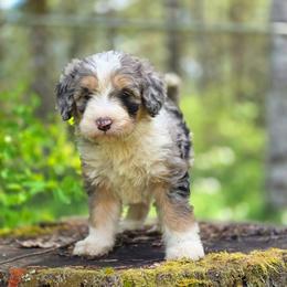 Chili - Merle female Bernedoodle puppy in Shelton, Washington from NW Bernedoodles of Washington