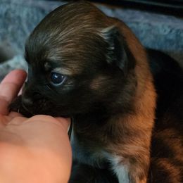 Barkley - Chocolate male Pomeranian puppy in Pass Christian, Mississippi from Cristina Cammarota