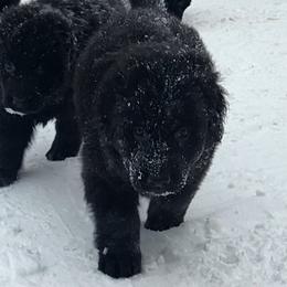 Theo - Black male German Shepherd puppy in White Cloud, Michigan from Von WestLynn German Shepherds
