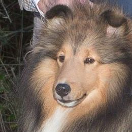 Shetland Sheepdogs from Karen Salvage