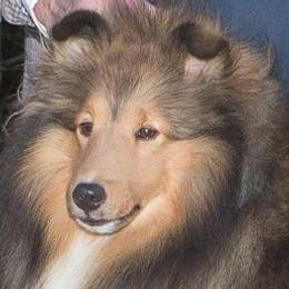 Shetland Sheepdogs from Karen Salvage