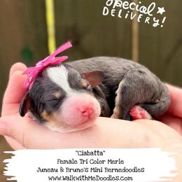 Ciabatta - Blue merle female Bernedoodle puppy in Orange, Texas from Walk with Me Doodles