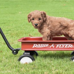 Goldendoodle Puppies from OodlesODoodles