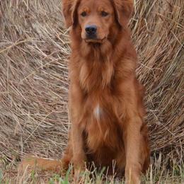 Boston Terriers, French Bulldogs, Golden Retrievers, Labrador Retrievers, and Pembroke Welsh Corgis from Trigger Time Kennels
