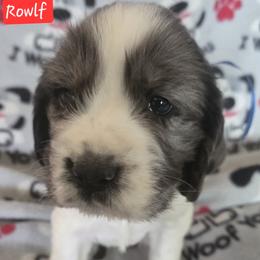 Rowlf - Black and white male English Springer Spaniel puppy in Brodhead, Wisconsin from Pinwheel Acres