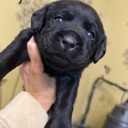 Yellow - Black male Labrador Retriever puppy in Manheim, Pennsylvania from Monarch Labradors