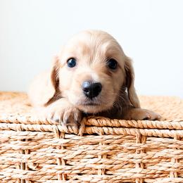 Winston 4300 - Cream male Dachshund puppy in Sylvania, Alabama from Yancey’s Doxies