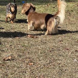 Dachshund puppies from Smokey Pines Dachshunds