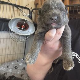 Oliver - Blue male German Shepherd puppy in Watervliet, Michigan from M&M Shepherd Farms