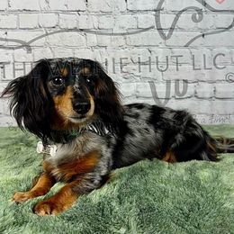 Willie - Dachshund