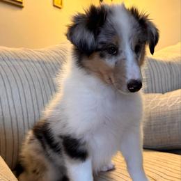 Rumour - Blue merle and white female Collie puppy in Charleston, West Virginia from Tucker Creek Collies