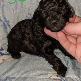 Great Dane and Poodle Puppies from Elizabeth Poodle and Dane Pups