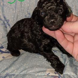 Great Dane and Poodle Puppies from Elizabeth Poodle and Dane Pups