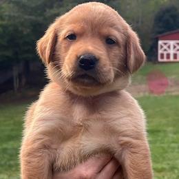 Pink collar female - Yellow female Labrador Retriever puppy in Stokesdale, North Carolina from Belews Creek Gundogs