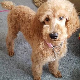 Labradoodle Puppies from Silver Acorn Doodles