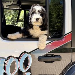 Bernedoodles from HooDoodles