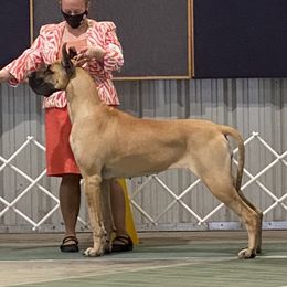 Jenny Mae - Great Dane