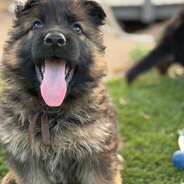 Mr brown - Sable male German Shepherd puppy in La Salle, Colorado from Pure Heart German shepherds