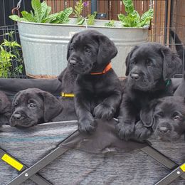 Labrador Retriever Puppies from Labs4Ever Labradors