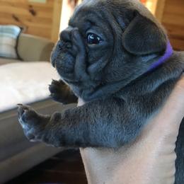 French Bulldog Puppies from Crooked C Ranch