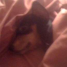 Dachshunds from Roxie's Doxies