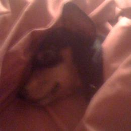 Dachshunds from Roxie's Doxies