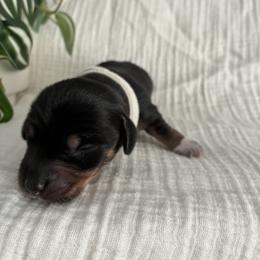 Dachshund Puppies from Mavericks Mini Dachshunds