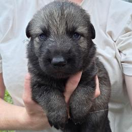 Lime Green Girl - Sable female German Shepherd puppy in Dallas, Pennsylvania from Mountainside German Shepherds