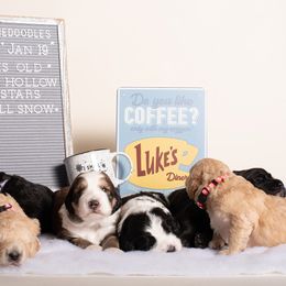 Bernedoodle Puppies from Sugarcreek Haven Bernedoodles