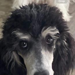 River - Poodle