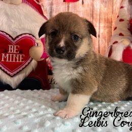 Australian Shepherd and Pembroke Welsh Corgi Puppies from Lewis Aussie’s & Corgi’s