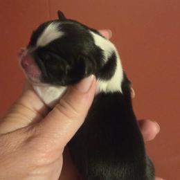 Forrest - Black and white male Shih Tzu puppy in Waynesboro, Pennsylvania from Big Win Shih Tzus