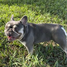 Booboo - French Bulldog