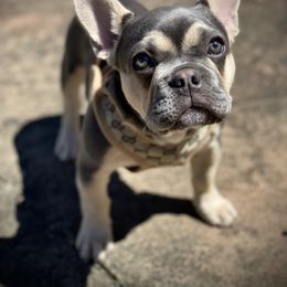 French Bulldog All Grown Up from Kickz Frenchies