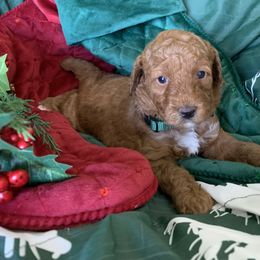 Girl 4 - female Poodle puppy in from Beltane Bonnies