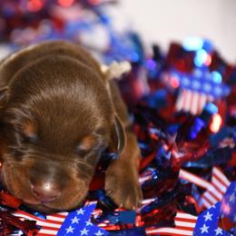 Girl 5 - Red and rust female Doberman Pinscher puppy in Overton, Texas from Obsidian Kennel