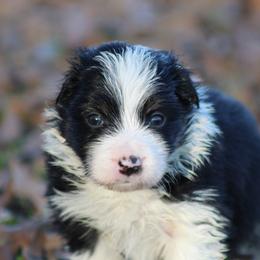 Blk male tri color - Black male Border Collie puppy in Tylertown, Mississippi from Cool Meadow Farms