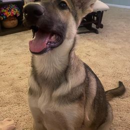 German Shepherd All Grown Up from Freiheit Von Himmel  Shepherds