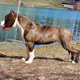American Staffordshire Terrier and Lowchen Puppies from Lelani
