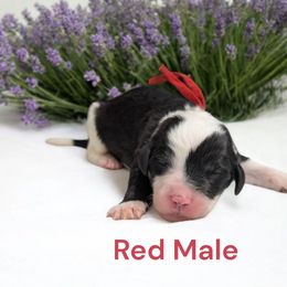 Red Collar - Black and white male Sheepadoodle puppy in Seaman, Ohio from Ohio Valley Sheepadoodles