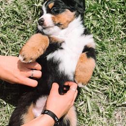 Bernedoodle and Bernese Mountain Dog Puppies from Berns & Doodles