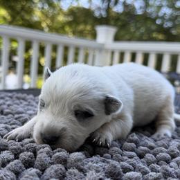 Girl 4 - Blue speckled female Australian Cattle Dog puppy in Amesbury, Massachusetts from Fox Hill Farm & K9