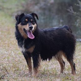 Nox - Miniature Australian Shepherd