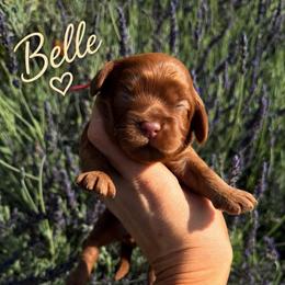 Belle - Red female Cockapoo puppy in Millville, California from Hope Lane Kennels